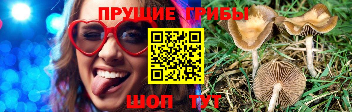 Каменка  Галлюциногенные грибы Psilocybe  купить  цена  Вход с VPN 